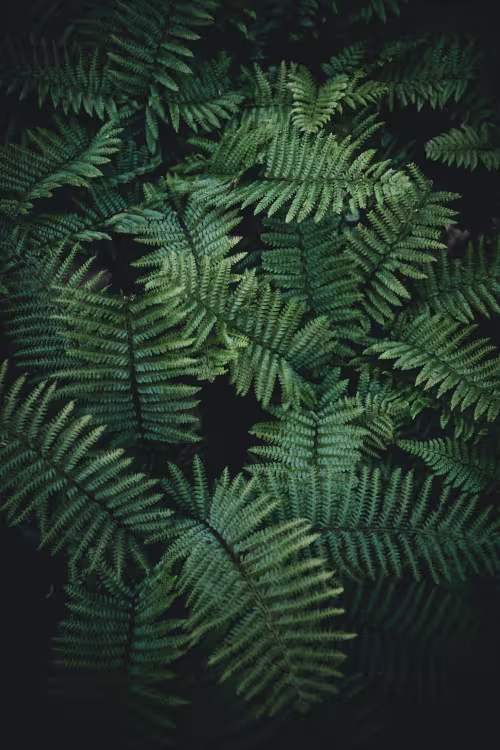 plante